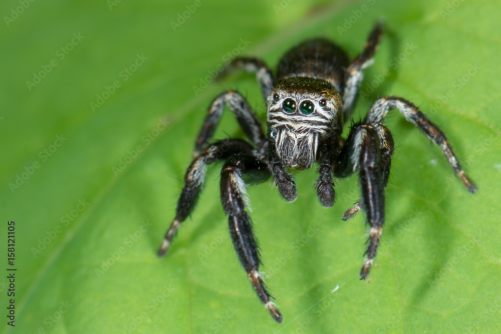Springspinne Evarcha arcuata - Spinnen Männchen Springspinne Evarcha arcuata - Spinnen Männchen