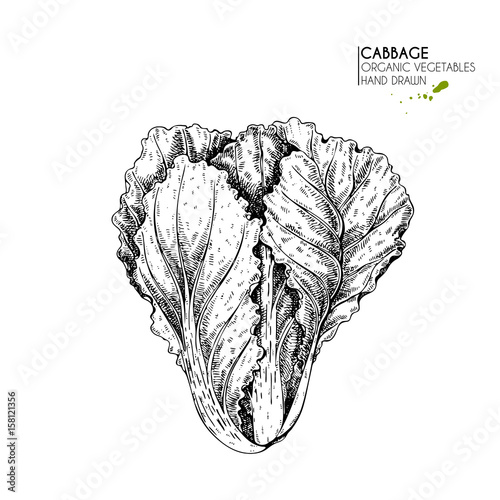 Vector hand drawn set of farm vegetables. Isolated chinese cabbage. Engraved art. Organic sketched vegetarian objects.