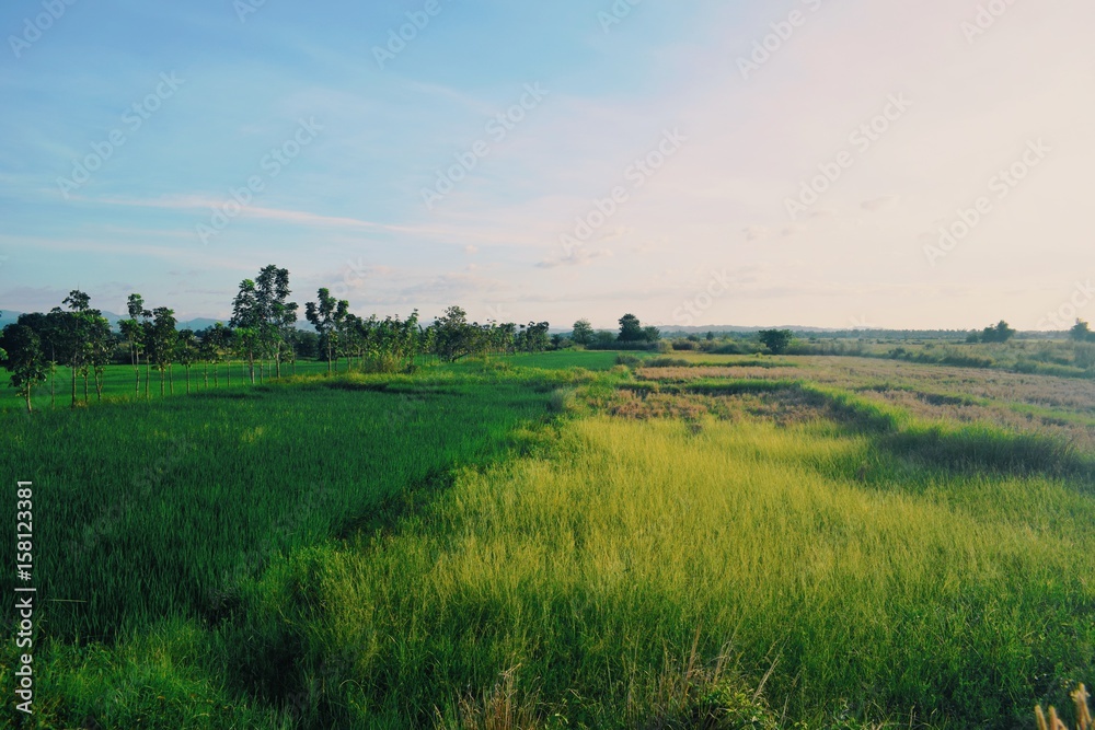 rice field sky grass nature landscape