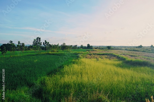 rice field sky grass nature landscape