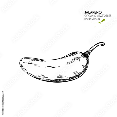 Vector hand drawn set of farm vegetables. Isolated hot chilli jalapeno pepper. Engraved art. Organic sketched vegetarian objects. photo