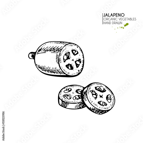 Vector hand drawn set of farm vegetables. Isolated hot chilli jalapeno pepper. Engraved art. Organic sketched vegetarian objects. photo