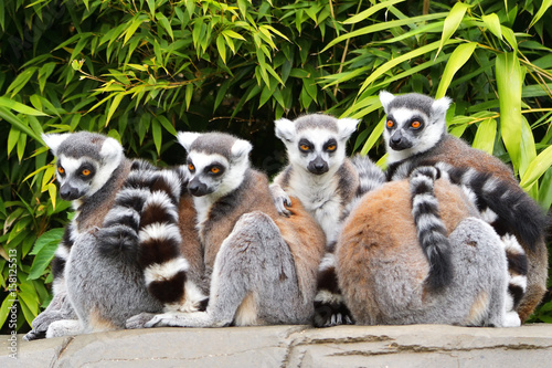 lemur monkey family on the grass