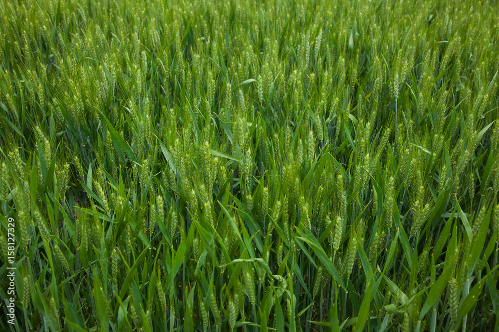 A young wheat field still green in the French countryside