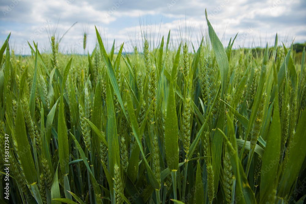 Fototapeta premium A young wheat field still green in the French countryside