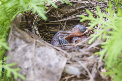 Newborn bird on the nest.Wild life concept.
