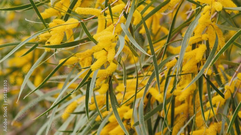 Australian Wildflowers - Wattle Tree Flowers