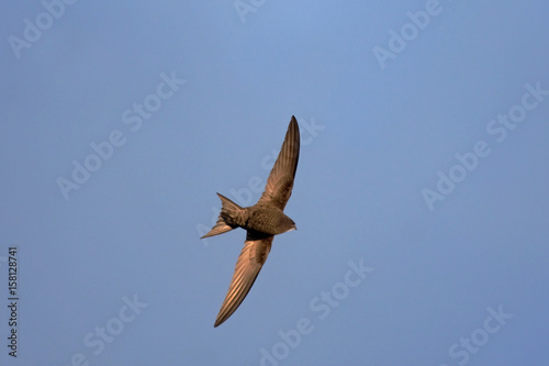 Swift flight. Common Swift  Apus apus 
