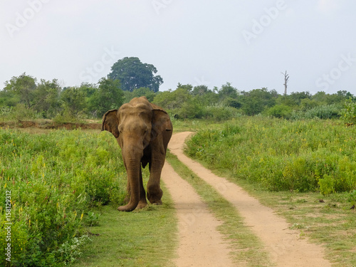 elephant on the road