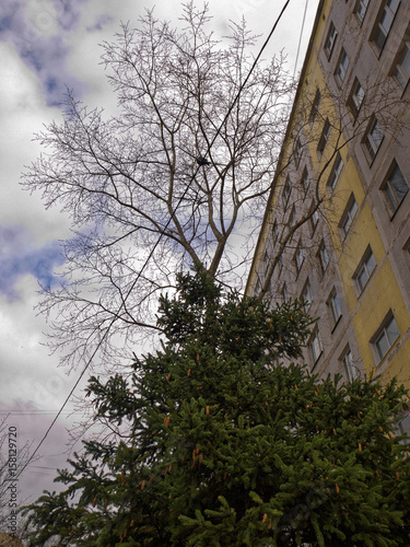 Tree in the courtyard of the panel building, Moscow