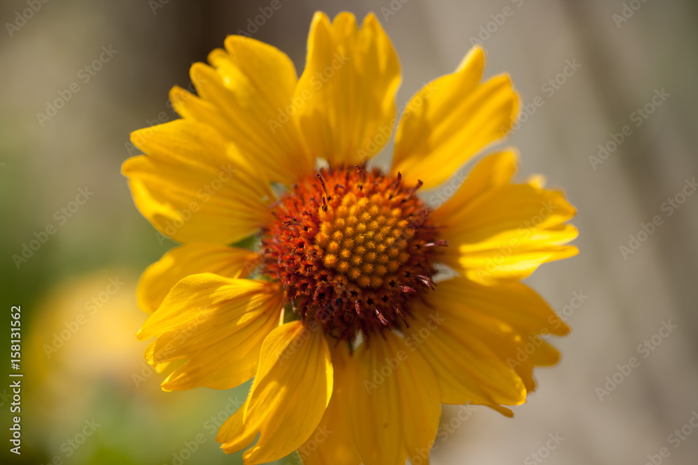 Gaillardia Amber Wheels, Yellow and Orange Flower Gaillardia Amber Wheels, Yellow and Orange Flower