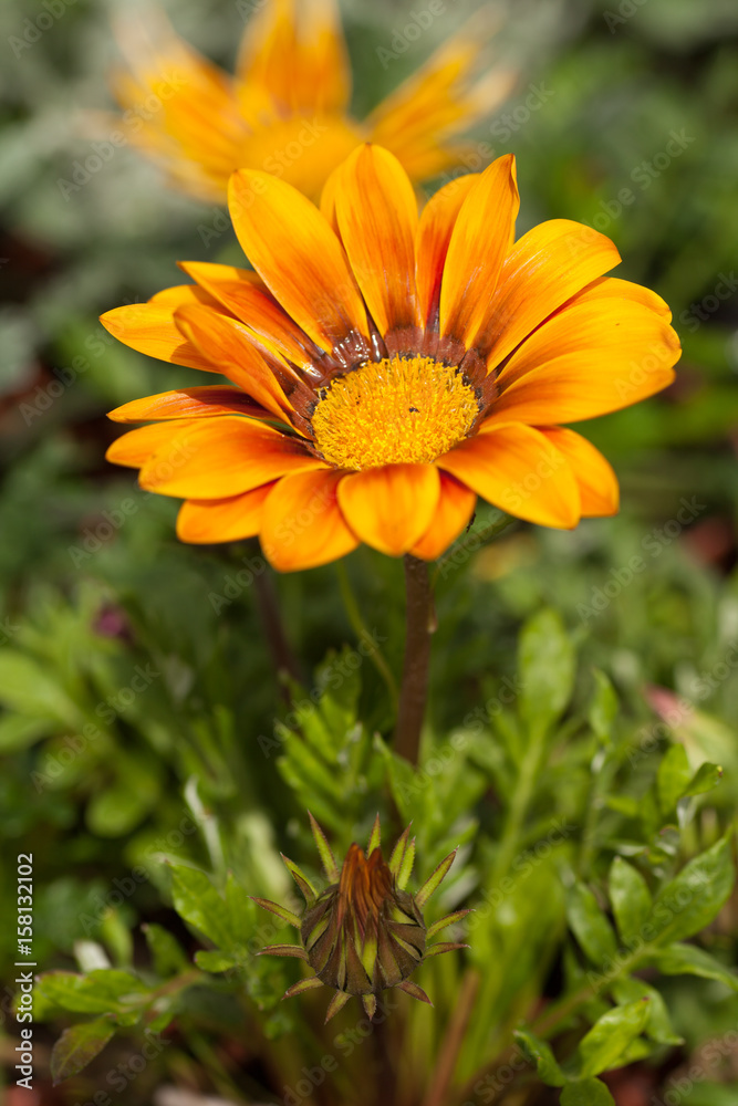 Gazania Gazoo, Yellow Daisy Flower Gazania Gazoo, Yellow Daisy Flower