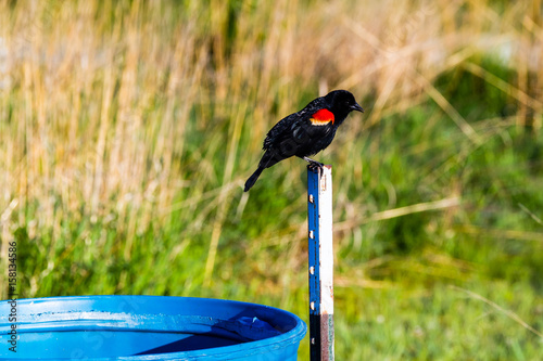 Slika na platnu redwing black bird perched one a post