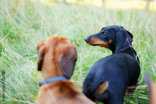 Black and red dachshunds playing among the green grass