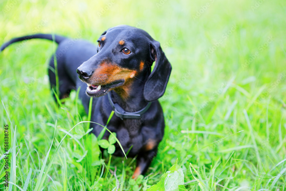 Black and red smooth-haired dachshund among the green grass Black and red smooth-haired dachshund among the green grass