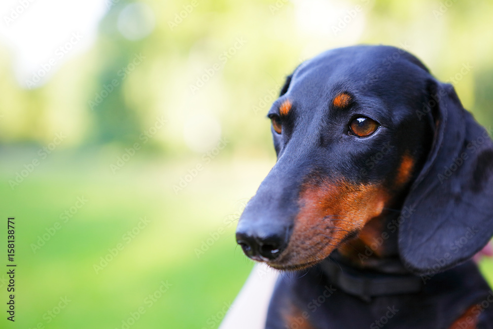 Black and red dachshund portrait