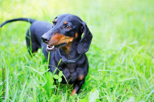 Black and red smooth-haired dachshund among the green grass