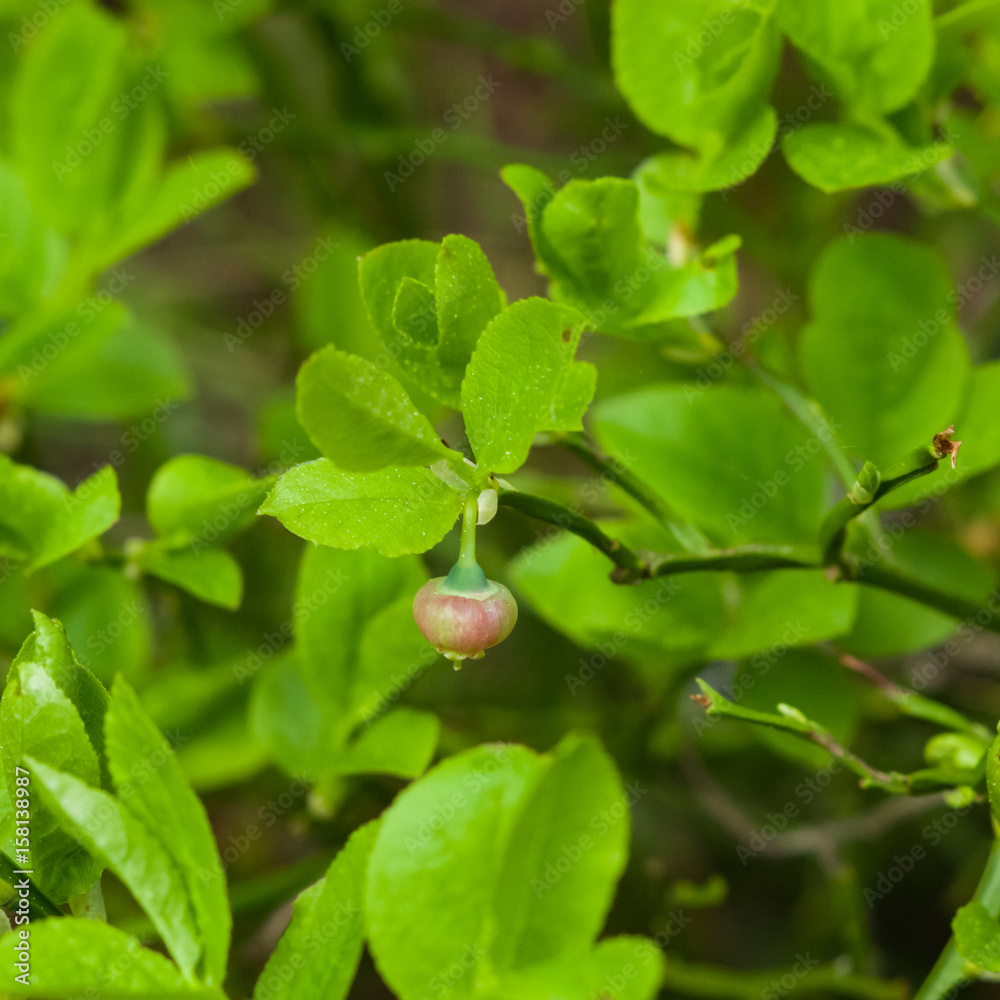 Flower of wild European blueberry or Vaccinum myrtillus hiding in leaves macro in twilight forest, selective focus, shallow DOF Flower of wild European blueberry or Vaccinum myrtillus hiding in leaves macro in twilight forest, selective focus, shallow DOF