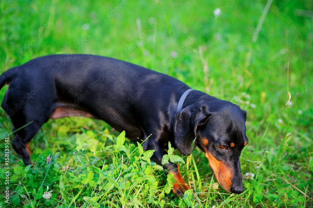 Black dachshund hunting among the green grass