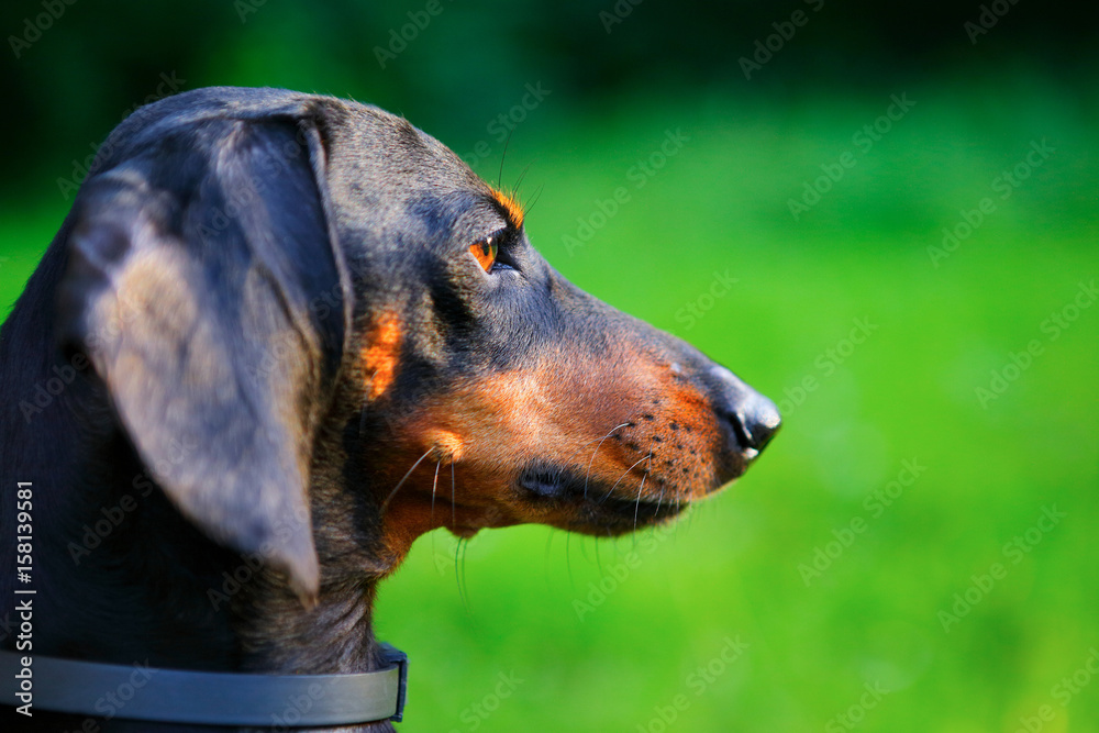 Portrait of black and red dachshund