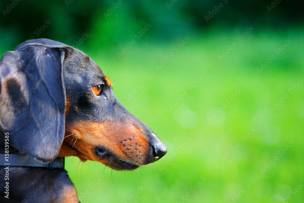 Portrait of black dachshund