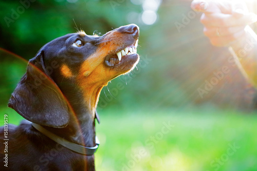 Aggressive black dachshund bared its teeth in front of the woman hand