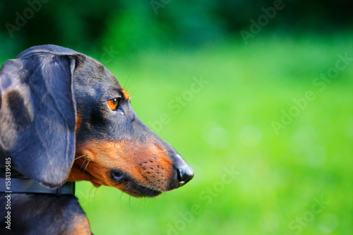 Portrait of black dachshund