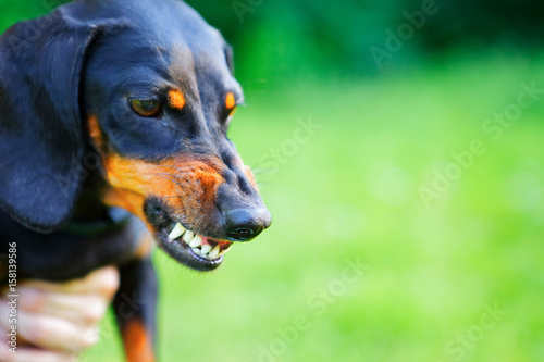 Aggressive black smooth-haired dachshund bared its teeth