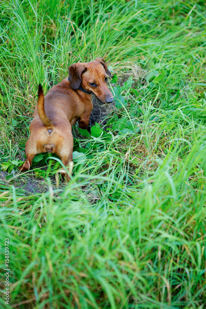 Red dachshund hunting among the green grass Red dachshund hunting among the green grass