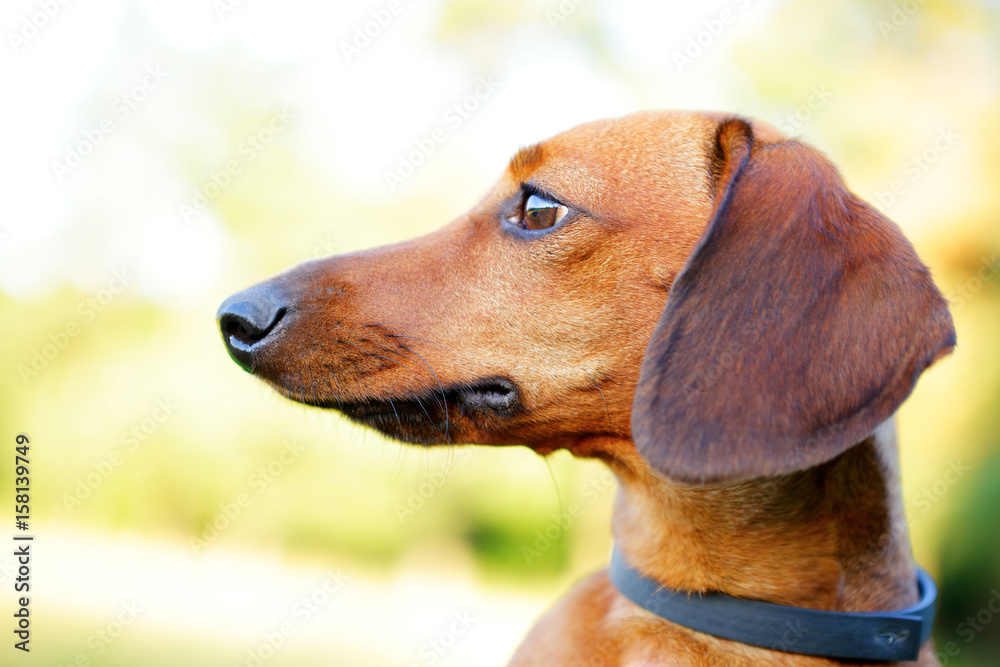 Red smooth-haired dachshund portrait in profile closeup