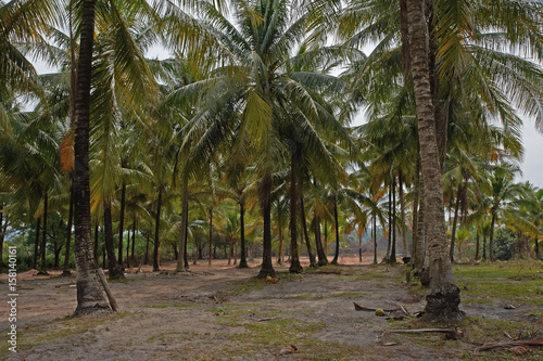 Coconut palm wood in Cambodia.