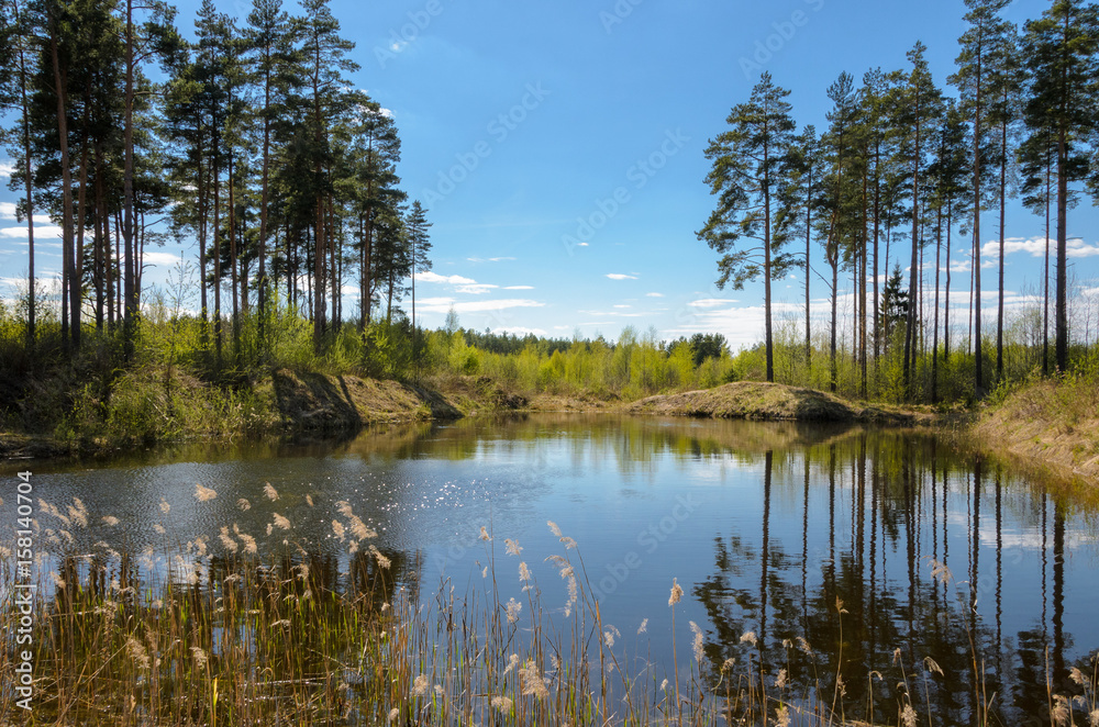 A small pond in the forest surrounded by pines. A small pond in the forest surrounded by pines.