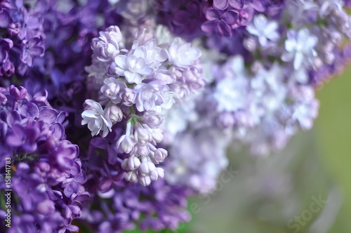 Purple and white lilac flowers spring blossom background  selective focus