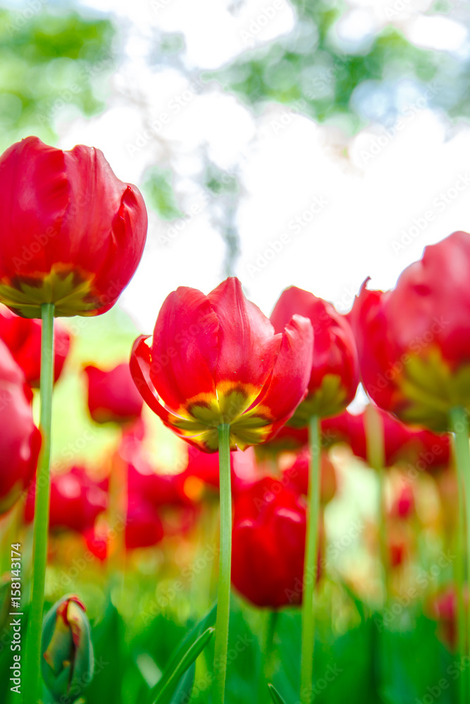 Fototapeta premium Amazing view of colorful tulips in the garden.