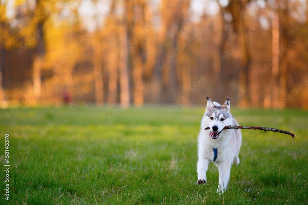 Husky dog runs with a wooden stick in his mouth in park Husky dog runs with a wooden stick in his mouth in park