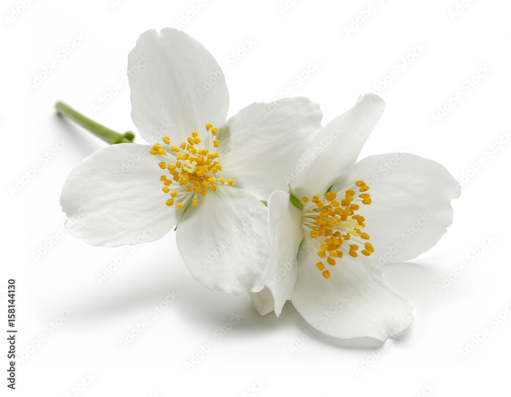 White jasmine flowers