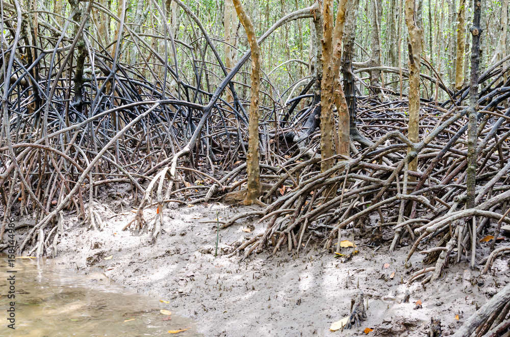 Mangrove tree root