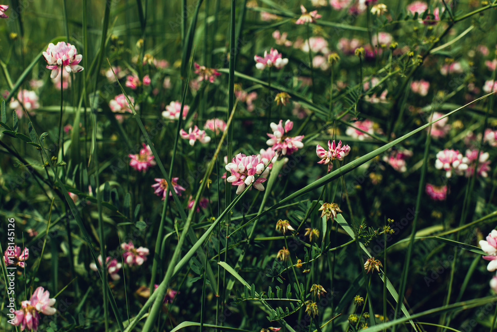 Obraz premium Spring wild flower background.