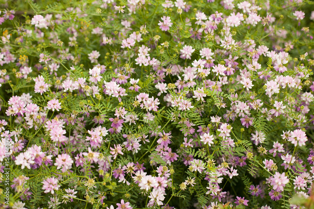 Naklejka premium Spring wild flower background.