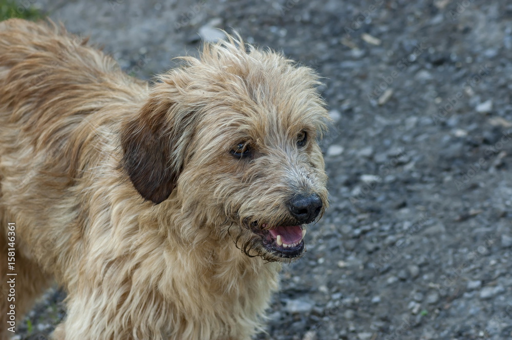 Lost thoroughbred goldun-retrivur dog on the nature to seek way for home, Plana mountain, Bulgaria Lost thoroughbred goldun-retrivur dog on the nature to seek way for home, Plana mountain, Bulgaria