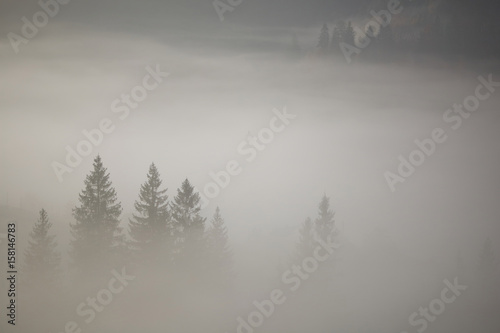 Coniferous trees in a thick fog