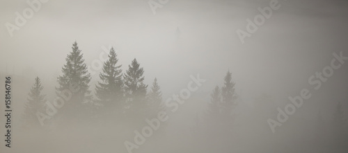 Fir trees in a fog