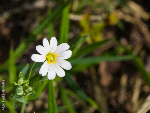 Flower Greater stitchwort or Stellaria holostea with bokeh background  macro  selective focus  shallow DOF