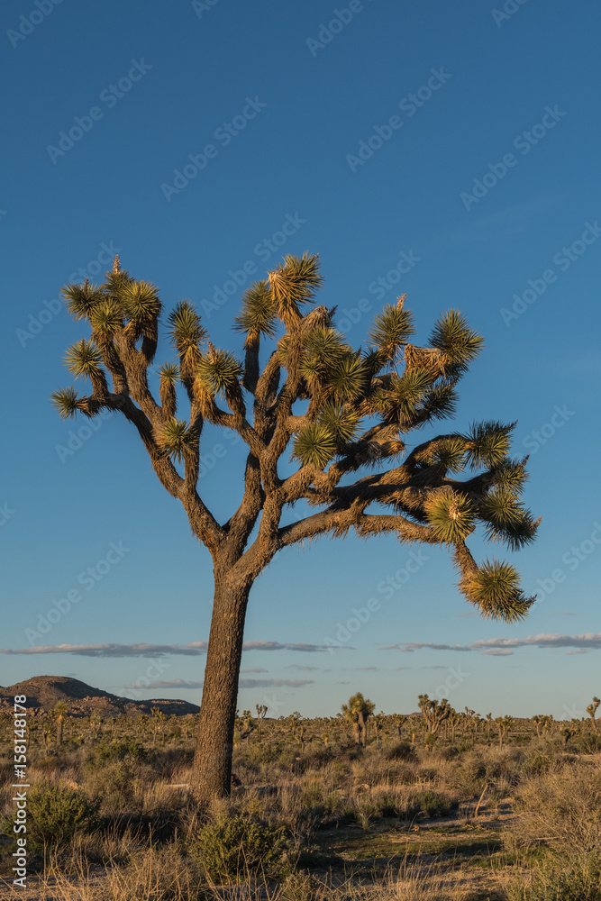 Large Joshua Tree in Afternoon Light