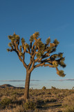 Large Joshua Tree in Afternoon Light