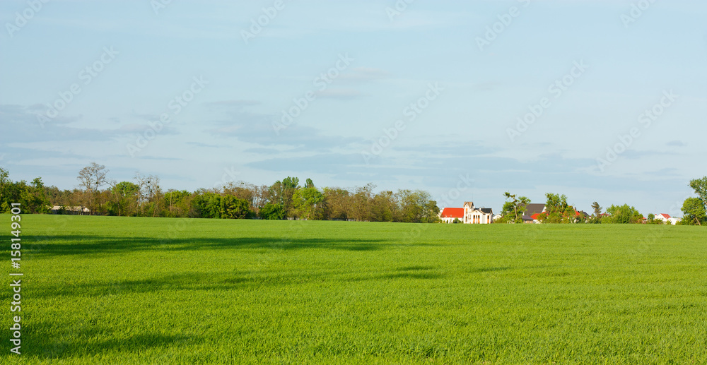 Green field with the sowing of growth fresh wheat Green field with the sowing of growth fresh wheat