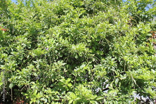 Bosque de follaje verde