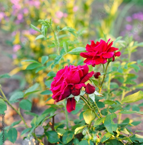 Beautiful rose in a garden