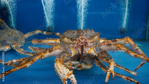 Alaskan King Crab photo