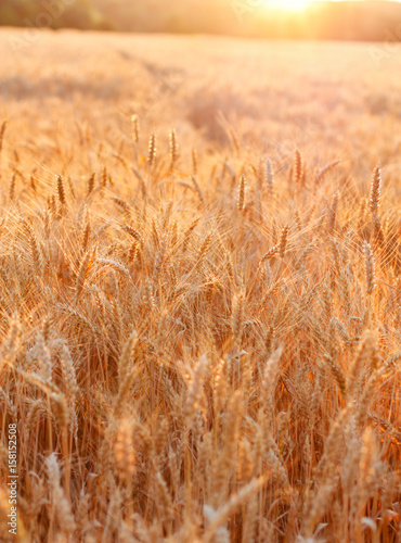 Golden sunset over wheat field
